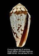 Conus algoensis (f) scitulus